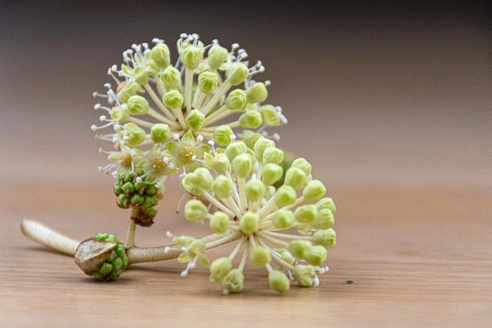 Siberian Ginseng Benefits Sexually